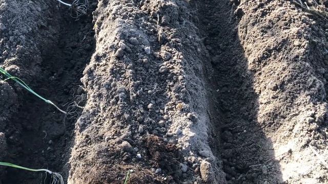 ЛУК САЖАЮ. ЧЕСНОК УДОБРЯЮ // лучший урожай! смотреть онлайн