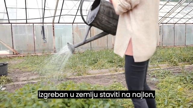 Ovi štetnici uništavaju povrće - riješite se žičnjaka na jednostavan način смотреть онлайн