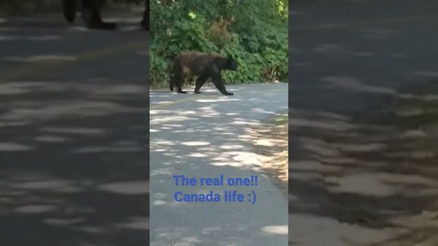 Just a quick walk in Whistler - #Canada :) - Uma caminhada em #Whistler :) #bear смотреть онлайн