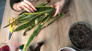 Как Спасти Погибающее Растение | Пересадка Сансевиерии Лауренти