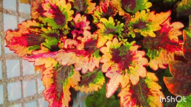 Колеусы #семена#полив#сорта