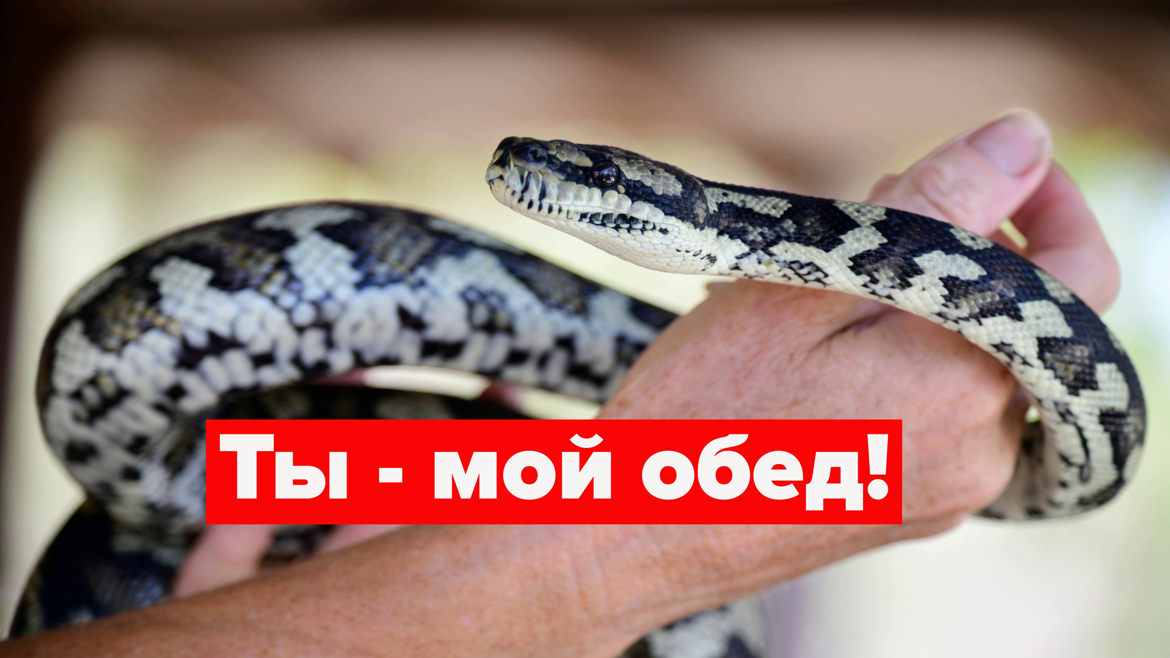Едим змей чтобы спасти планету! В сексе женщины - чемпионы! смотреть онлайн