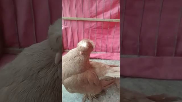 Ейский двухчубый Россия Москва смотреть онлайн