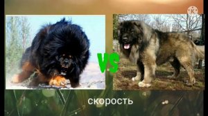 тибетский мастиф против кавказской овчарки