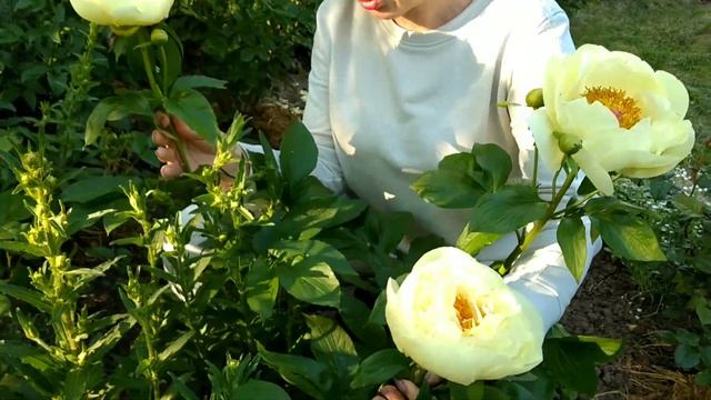 Квітування Неперевершеої півонії Лемон Шифон (Lemon Shiffon), Cалмон Дрим (Salmon Dream) та інші смотреть онлайн