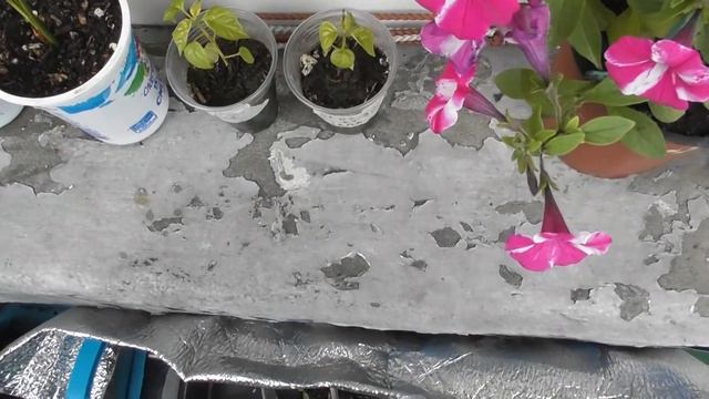 Почему то ПОЖЕЛТЕЛИ ЛИСТЬЯ