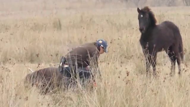 A man saves a wild horse and in a few moments receives gratitude смотреть онлайн