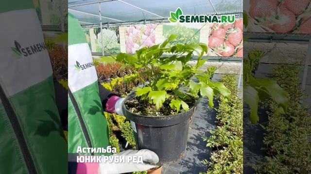 астильба Юник Руби Ред смотреть онлайн
