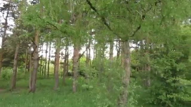 Дендрарий СНИИСХ , Михайловск 12 05 17 смотреть онлайн