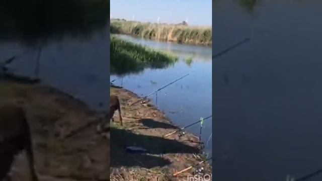 Самые красивые барашки Адыгеи. смотреть онлайн