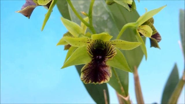 Dendrobium convolutum (orchid) смотреть онлайн