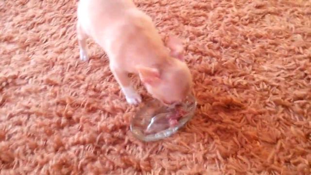 Красивый Аполлон Кастропуло почти 3 месяца чихуахуа смотреть онлайн