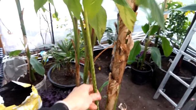 Przypominam o KONKURSIE. Czyt Opis pod filmikiem. Sauromatum venosum смотреть онлайн
