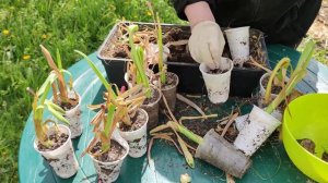 Что делать с гиацинтами, которые выращивались на выгонке?