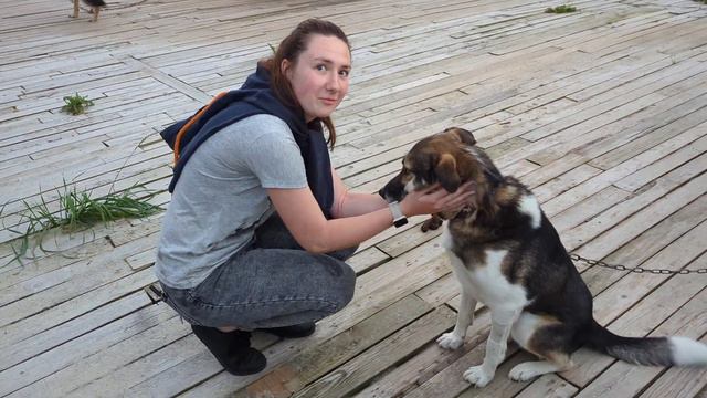 Овчарка Цезарь не понимает, что происходит смотреть онлайн