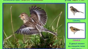 Чечетка. Голоса птиц