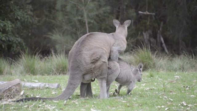 Australian Wildlife: Mating Kangaroos смотреть онлайн