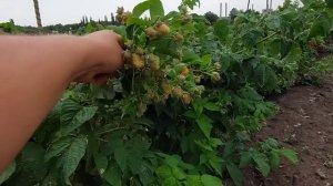 Малина Энросадира. Первое плодоношение