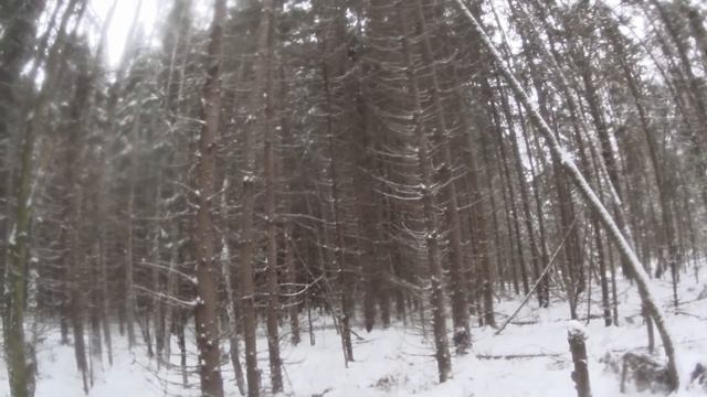 Охота на зайца с Русской гончей 17 12 20