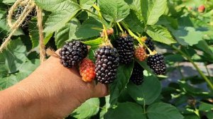 Ежевика сорта НАТЧЕЗ - наш любимец!