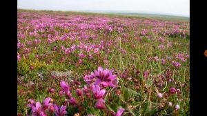 Природная зона- тундра