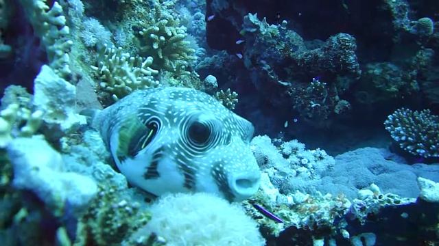 Иглобрюх или рыба-шар.2018 Tetraodon