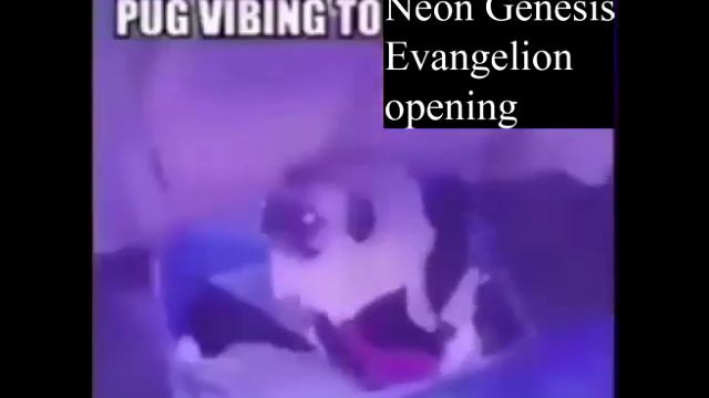 pug vibing смотреть онлайн