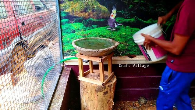Amazing !!! Java Bird Laid 11 Eggs | And Making Water Pool For Birds смотреть онлайн