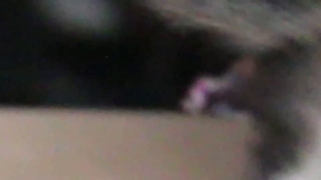 Котята в добрые руки смотреть онлайн