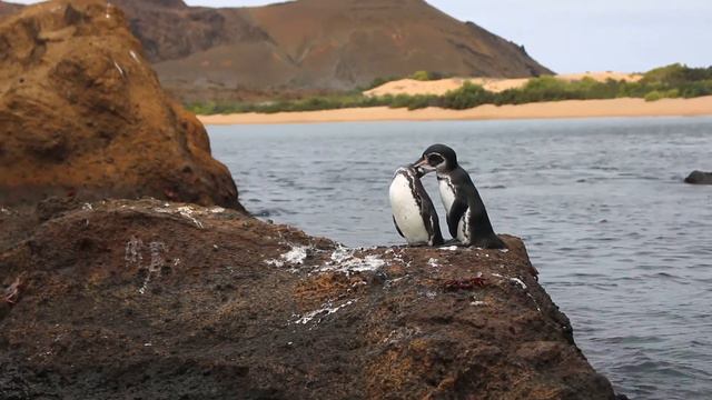 Galapagos Penguins & Snorkeling (Underwater Footage) !!! Galapagos Travel Vlog смотреть онлайн