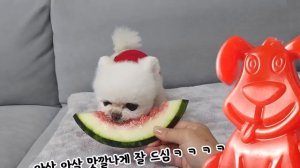 Собаки-пираты требуют от желейного Стасика сундук с золотом