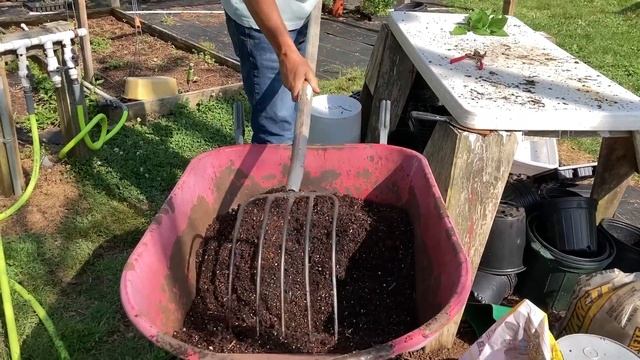 Easy Limelight Hydrangea Propagation \\ Paniculata \\ Propagate Hydrangeas смотреть онлайн