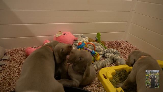 What Weimaraner Puppies Do At 4 Weeks When They Wake Up. смотреть онлайн