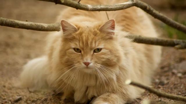 Norwegian Forest History,Personality,Health,Care смотреть онлайн