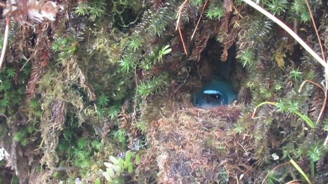 Birds Of Mount Kinabalu, Borneo