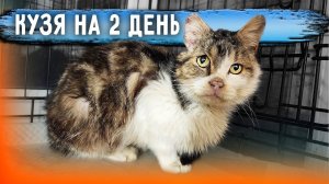 Рискнули оперировать Бойца, после 3 месяцев капельниц, удалили все зубы. Новый Кузя приходит в себя.