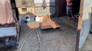 Забой быка, 262 кг мясом