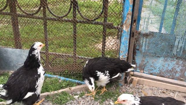 Ливенские ситцевые куры. Цыплята ровно 2 месяца.