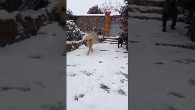 Самые злые собаки в мире. смотреть онлайн