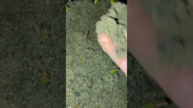 Плохо почистила луковицу тюльпана ? смотреть онлайн