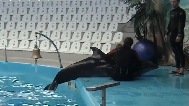 Дельфинотерапия с Аутистом. Мышко Дима 6 лет. День 7.mp4 смотреть онлайн