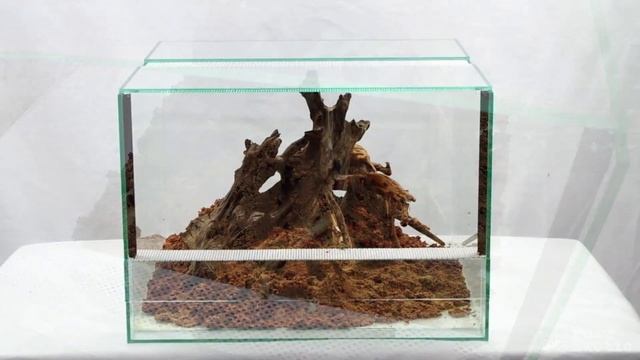 Terrarium for Socotra Island Blue - Monocentropus balfouri - communal смотреть онлайн