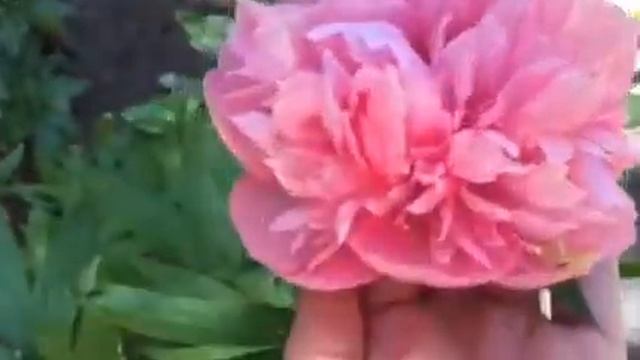 Peony Salmon Beauty