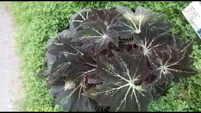 TANAMAN HIAS || TANAMAN BEGONIA PALOMAR PRINCE