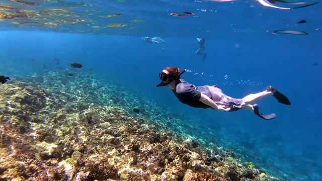 Maui Snorkeling | Pride of Maui Boat Tours and Molokini Snorkeling смотреть онлайн