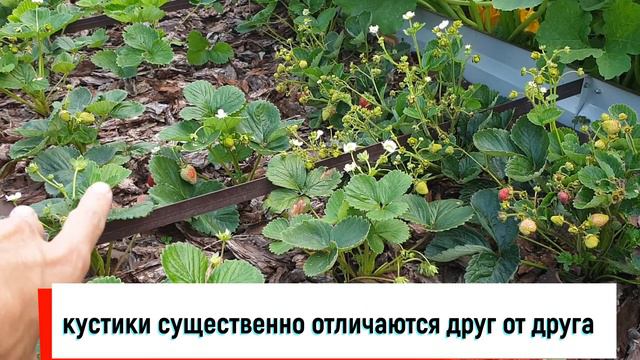 Отзыв о Беккер смотреть онлайн