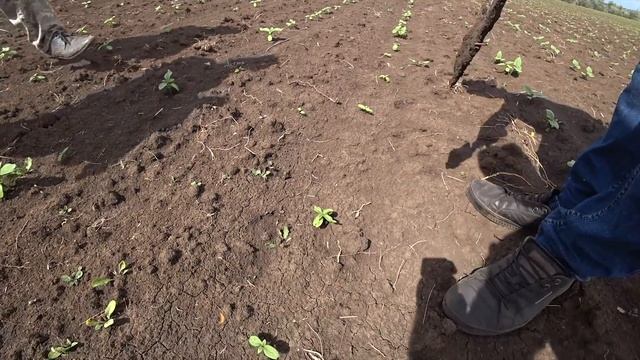 Что сжирает подсолнух! Хрущ? Совка? Проволочник? смотреть онлайн