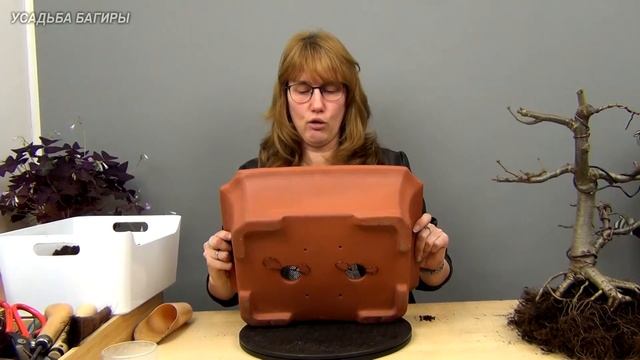 Бонсай из липы (ч.8). смотреть онлайн