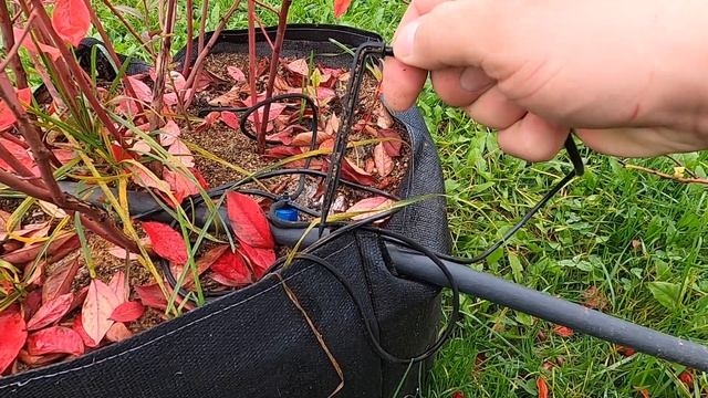 Подготовка голубики к зиме. Простейший вариант смотреть онлайн