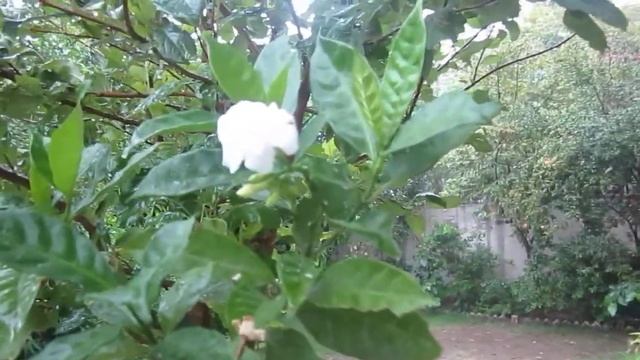 Canon IXUS 115 HS - Video Test